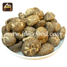 Shiitake sano seco del precio bajo / secado Shiitake liso secado